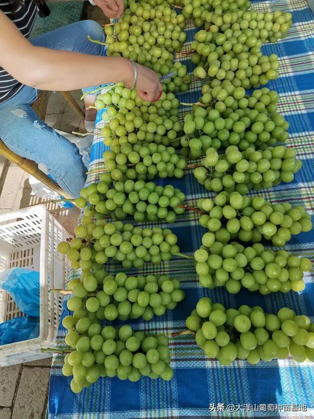 葡萄樹苗批發(fā)基地，新品種葡萄苗批發(fā)基地？