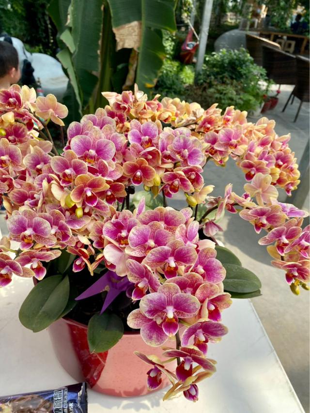 批發(fā)花卉去哪里進(jìn)貨，批發(fā)花卉去哪里進(jìn)貨北京？