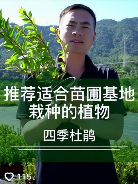 哪里批發(fā)月季苗最便宜，哪里批發(fā)月季苗最便宜的？