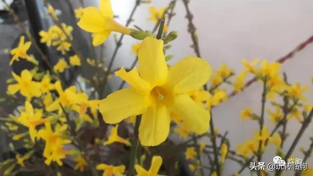 黑膏藥批發(fā)膏藥加工，黑膏藥批發(fā)膏藥加工0320？