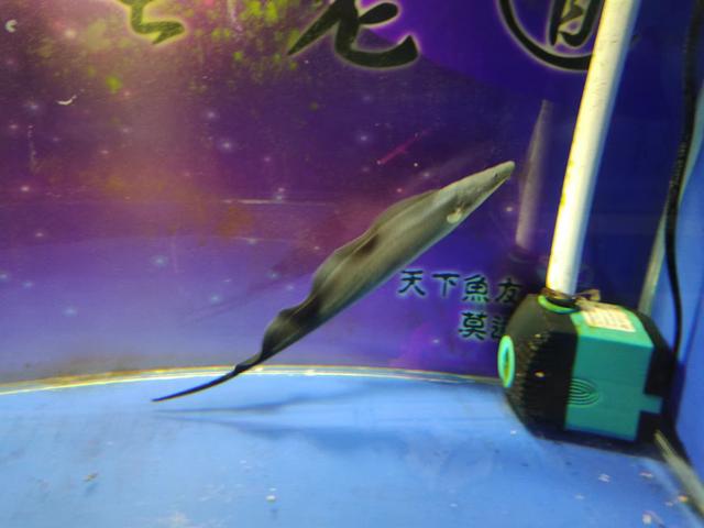 觀賞魚魚缸批發(fā)市場，觀賞魚缸批發(fā)價格？