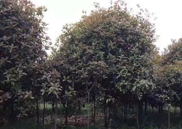 園林綠化樹(shù)苗批發(fā)價(jià)格，園林綠化樹(shù)苗批發(fā)價(jià)格表？