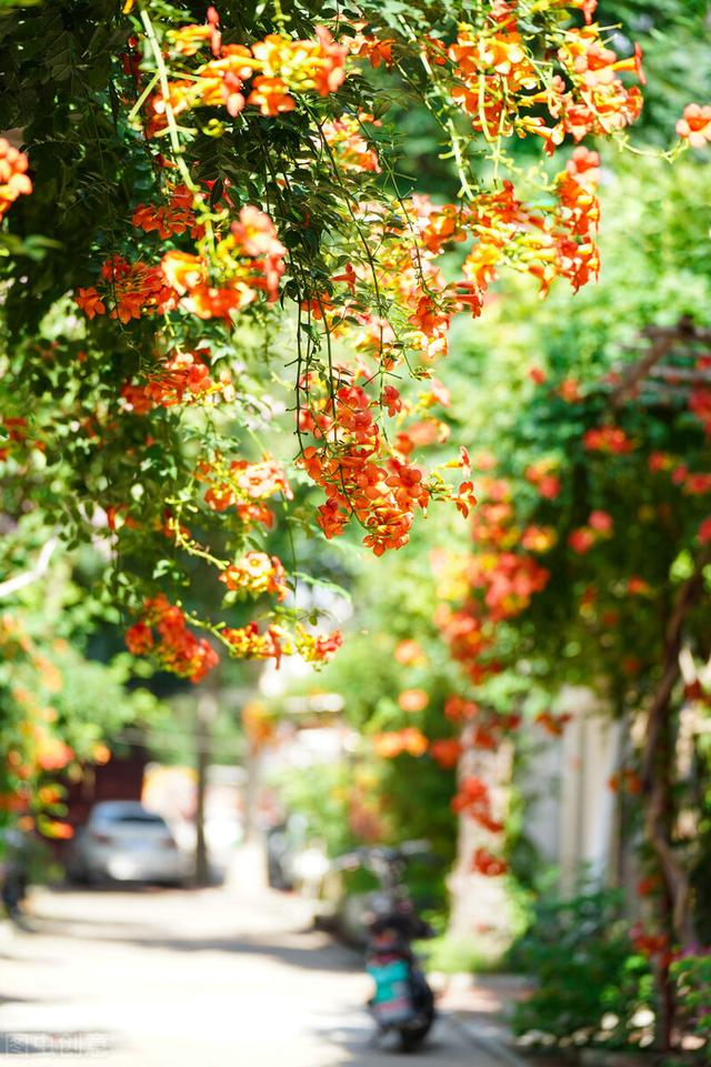 實(shí)木花架批發(fā)廠家直銷，實(shí)木花架批發(fā)廠家直銷電話？