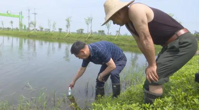 龍蝦苗批發(fā)蝦苗基地，蝦苗批發(fā)價(jià)格？