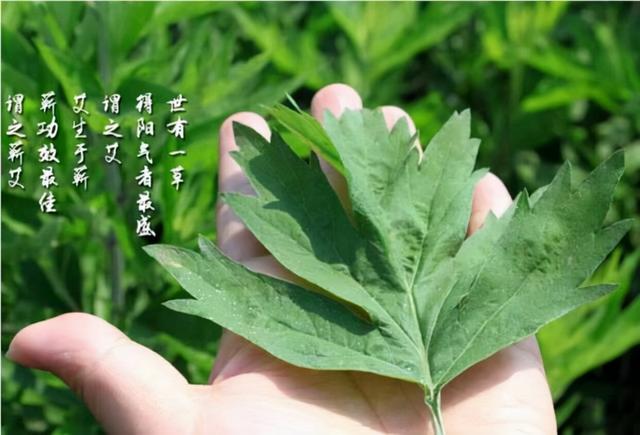 批發(fā)艾條，批發(fā)艾條廠家？