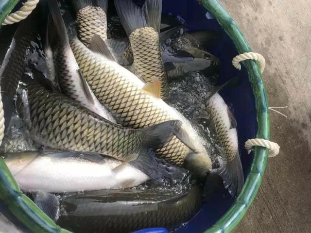本地魚苗批發(fā)在哪里進貨好，本地魚苗批發(fā)在哪里進貨便宜？