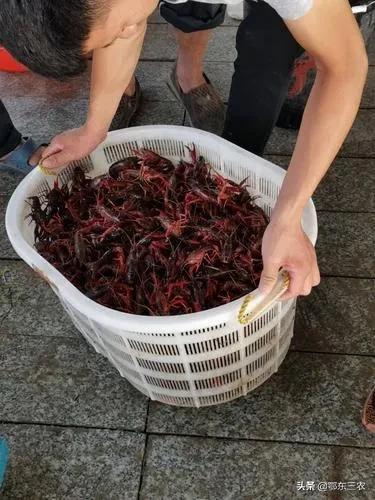 小龍蝦哪里批發(fā)最便宜電話號碼，那里小龍蝦批發(fā)便宜？