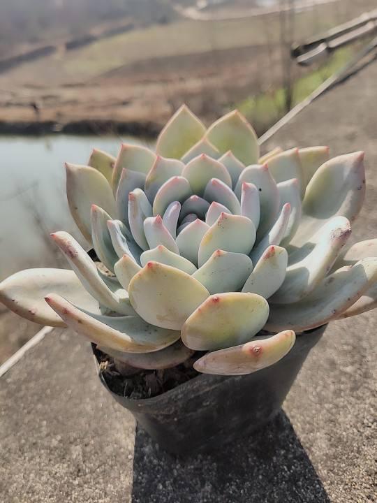 塑料花盆廠家批發(fā)價格表，塑料花盆廠家批發(fā)價格及圖片？
