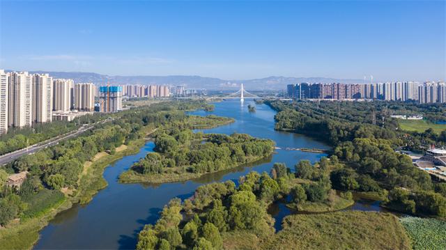 月季苗批發(fā)基地，月季種苗基地？