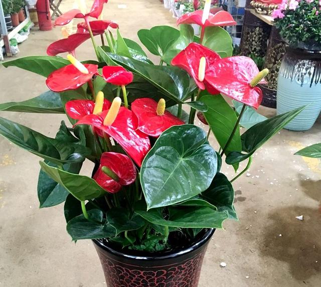 假花仿真花批發(fā)市場(chǎng)，西安假花仿真花批發(fā)市場(chǎng)？