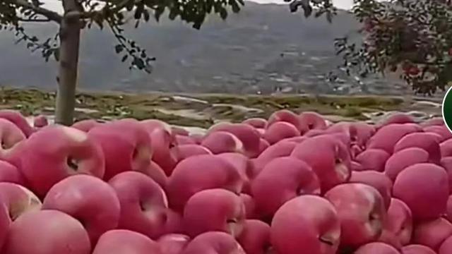 油鋸批發(fā)商，油鋸生產(chǎn)廠家？
