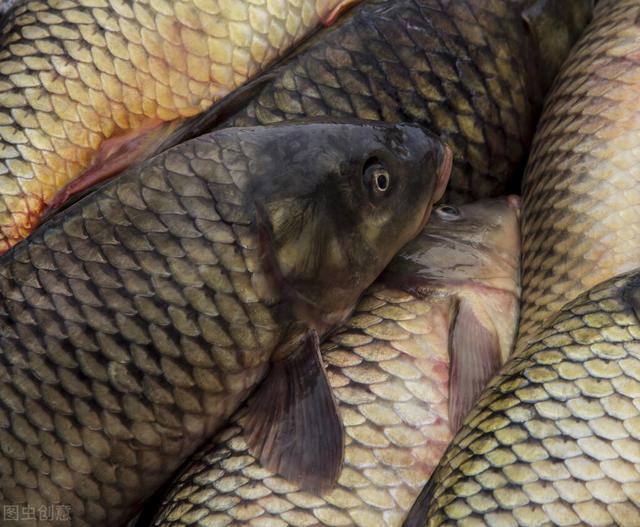 魚苗去哪里批發(fā)，附近哪有魚苗批發(fā)的？