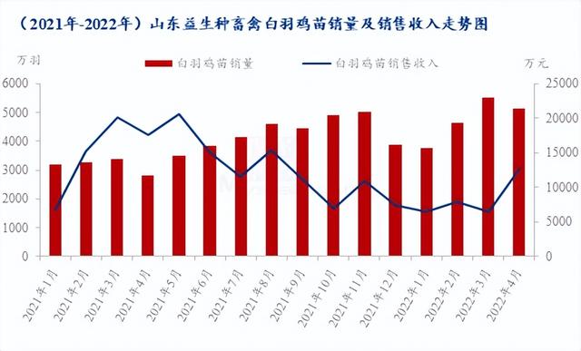 種禽龍頭4月銷售收入大幅上漲，白羽雞苗5月市場(chǎng)行情急轉(zhuǎn)直下