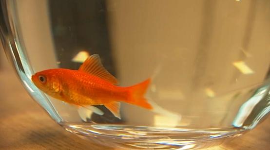 觀賞魚魚缸批發(fā)市場，觀賞魚缸批發(fā)價格？