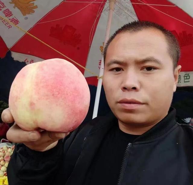 桃樹苗哪里有賣，棗油桃樹苗哪里有賣？