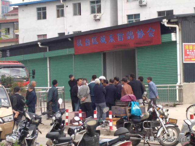 哪有鴿子賣，鴿子在哪里賣？