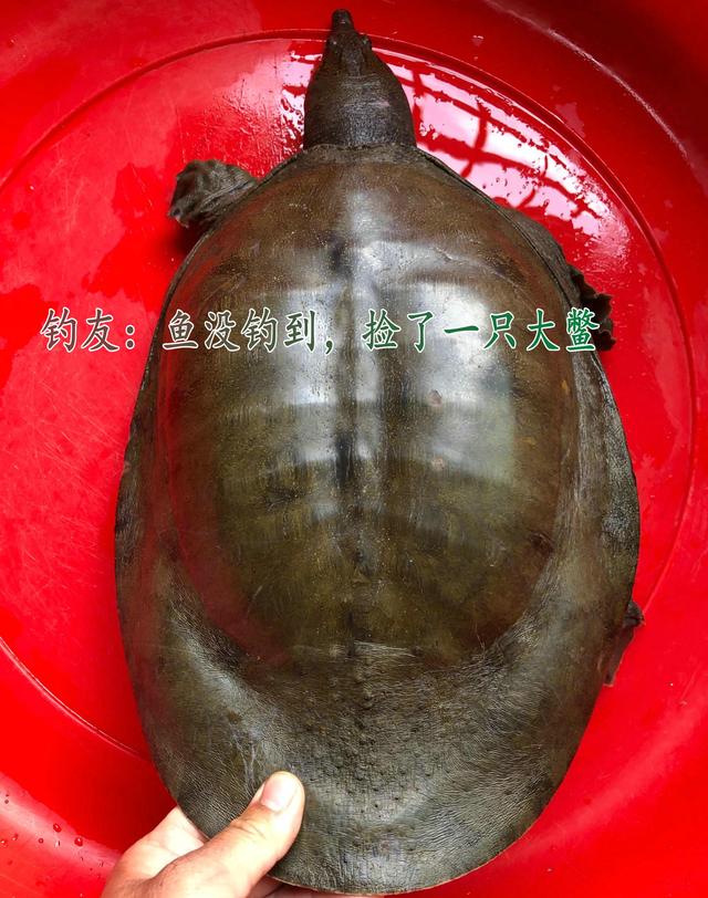 甲魚哪里買的最好，甲魚批發(fā)價(jià)多少錢一只？