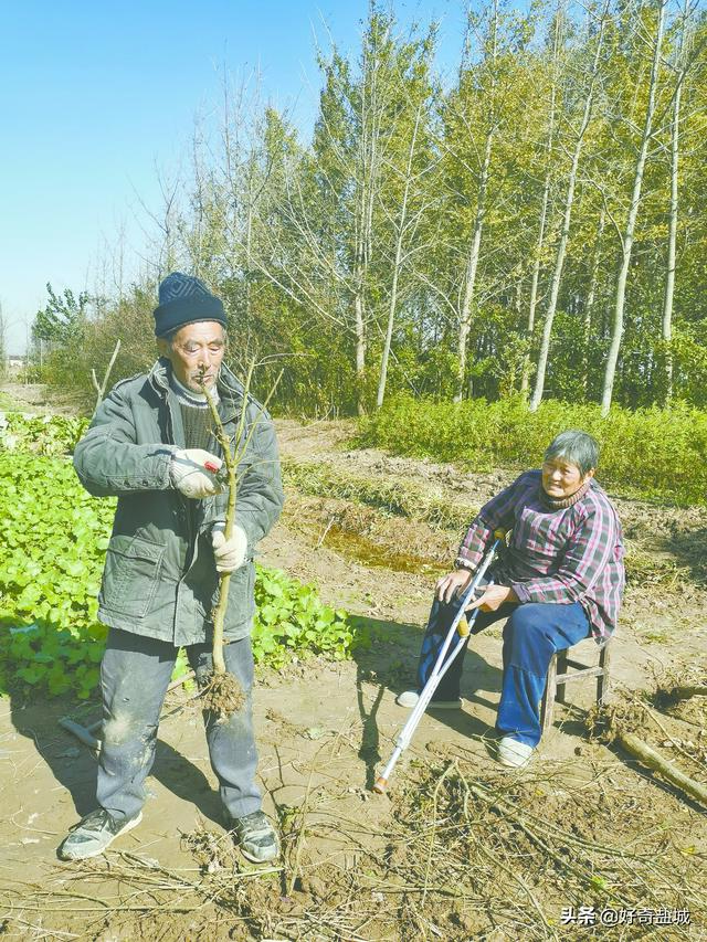 果樹苗批發(fā)基地三年苗各種苗大全櫻花，果樹苗批發(fā)基地三年苗各種苗大全廣西靈山？