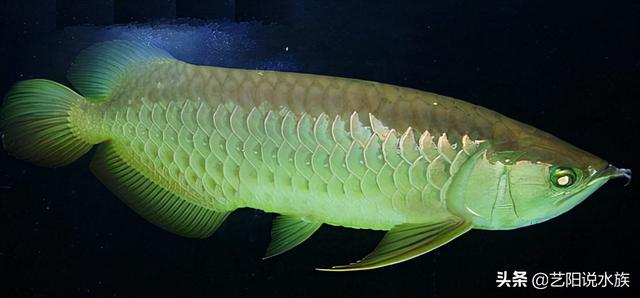 龍魚苗多少錢，龍魚魚苗哪里批發(fā)？