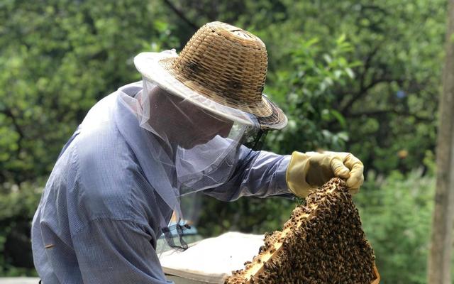 蜂箱批發(fā)30元兩頭開(kāi)蜂箱多少錢(qián)，買(mǎi)蜂箱價(jià)格買(mǎi)蜂箱批發(fā)？