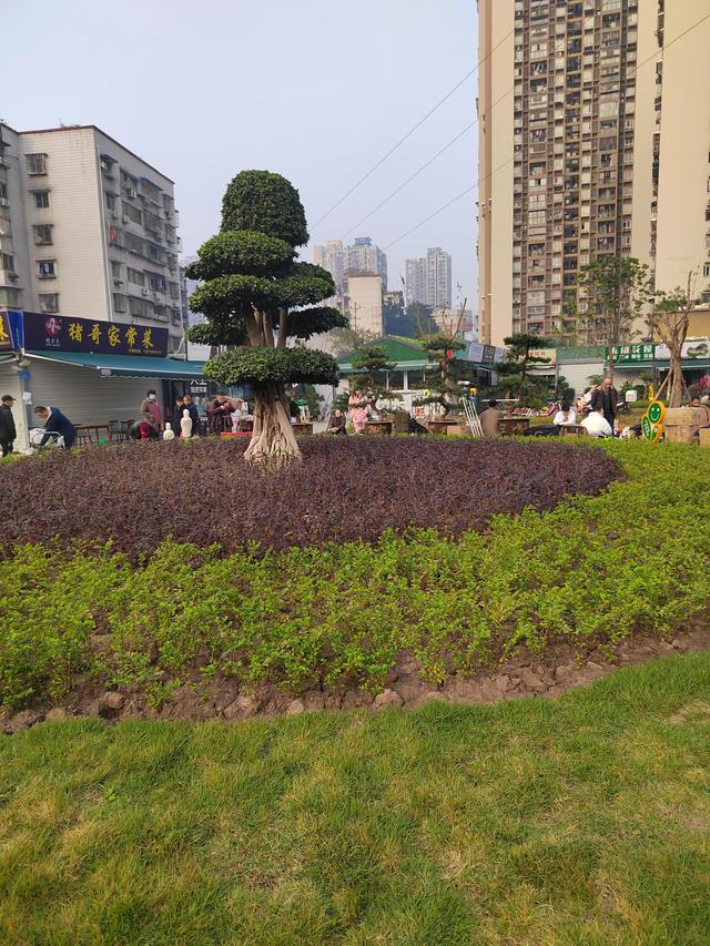 寵物鳥批發(fā)市場，寵物鳥批發(fā)市場在哪里？