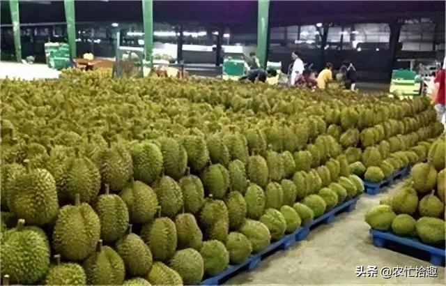 榴蓮批發(fā)市場進貨渠道2021，榴蓮批發(fā)市場進貨渠道沈陽？