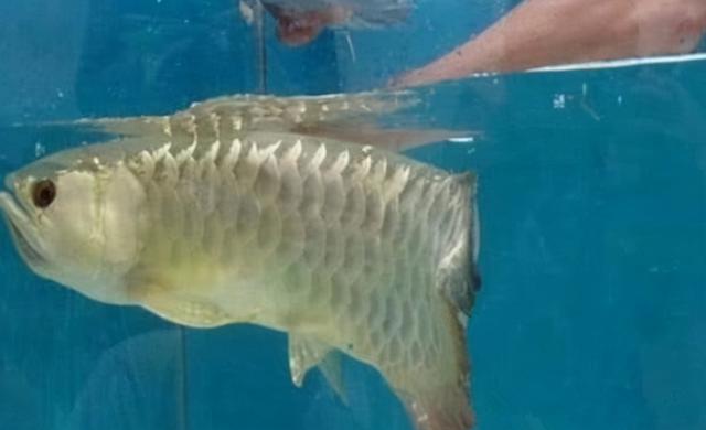 龍魚苗多少錢一條，龍魚幼苗多少錢一條？