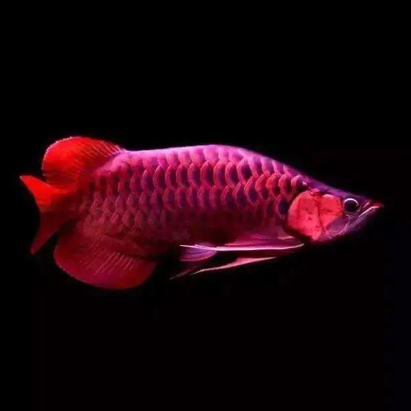 龍魚魚苗批發(fā)600一條，龍魚魚苗批發(fā)600一條多少錢？