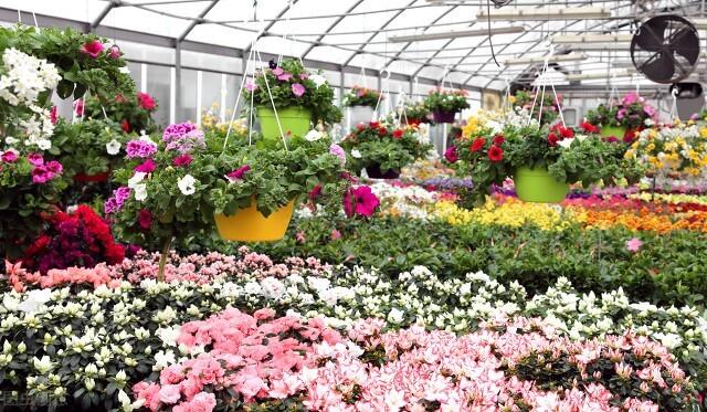 塑料花盆批發(fā)價(jià)格最低，哪有批發(fā)塑料花盆的？