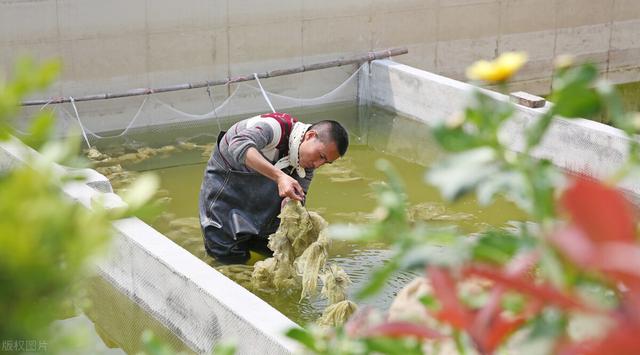 批發(fā)魚苗，魚苗批發(fā)？