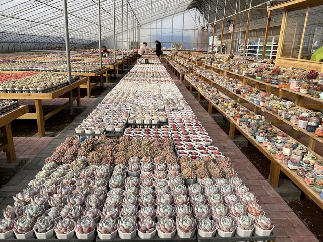 徐州花卉綠植批發(fā)基地，徐州花卉綠植批發(fā)基地營業(yè)時(shí)間？
