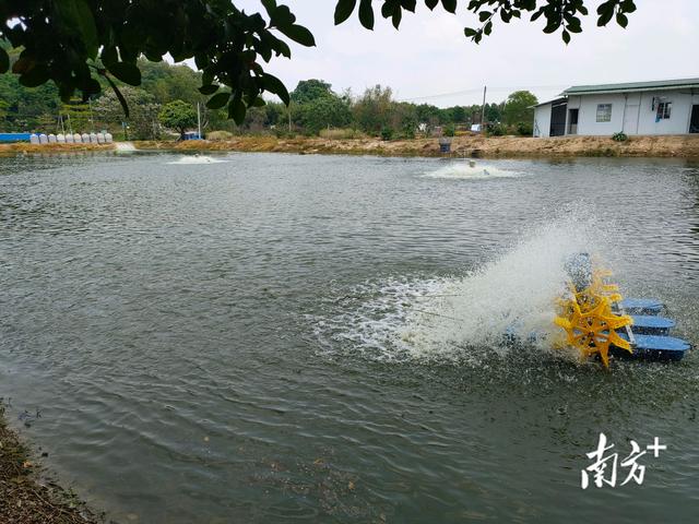 活魚批發(fā)從哪里進(jìn)貨便宜，活魚批發(fā)從哪里進(jìn)貨便宜江蘇??？