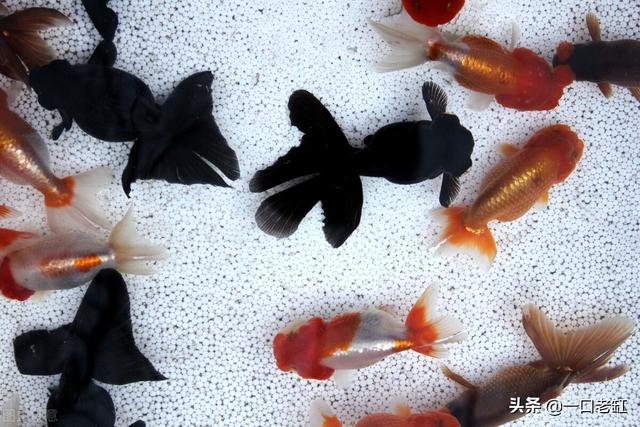 新手開水族店怎么進貨視頻，新手開水族店怎么進貨視頻教程？