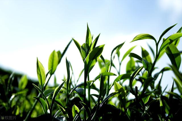 茶葉批發(fā)的進(jìn)貨渠道最便宜的地方在哪里，茶葉批發(fā)的進(jìn)貨渠道最便宜的地方是哪里？