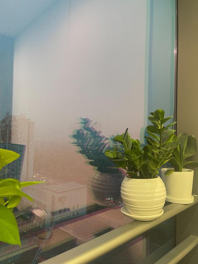 金代理的秘密半血族_第一季__啵樂(lè)_-_腐味滿滿，金代理的秘密又名半血族啵樂(lè)？