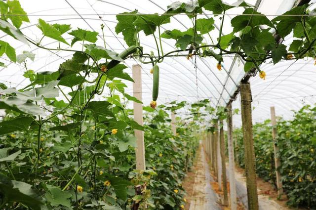 大量蔬菜怎樣找銷售渠道呢，大量蔬菜怎樣找銷售渠道呢視頻？