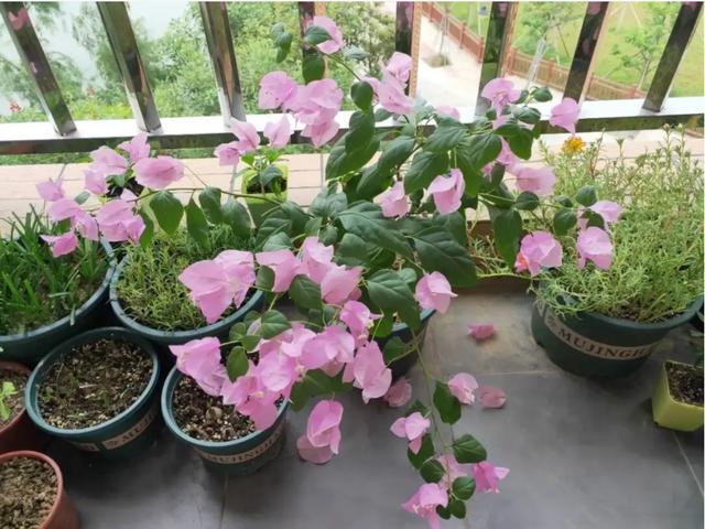 廣州花卉批發(fā)市場(chǎng)進(jìn)貨渠道，廣州花卉批發(fā)市場(chǎng)進(jìn)貨渠道有哪些？