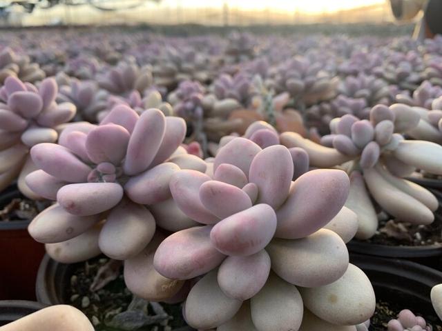 附近綠植批發(fā)基地，附近綠植批發(fā)基地在哪里？