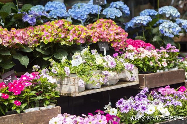 附近綠植批發(fā)基地電話，綠植批發(fā)基地在哪？