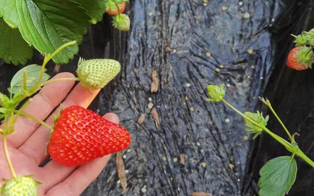 草莓批發(fā)多少錢一斤啊，草莓批發(fā)多少錢一斤啊價格？