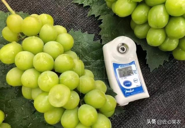果樹苗批發(fā)基地三年苗各種苗大全價格，果樹苗批發(fā)基地三年苗各種苗大全櫻花？