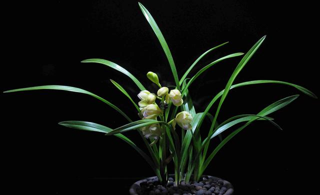賣花去哪里進貨好南京仙林，賣花去哪里進貨好南京仙林店？