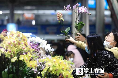 昆明鮮花批發(fā)市場地址個區(qū)，昆明鮮花批發(fā)市場地址在哪里怎么坐車去？