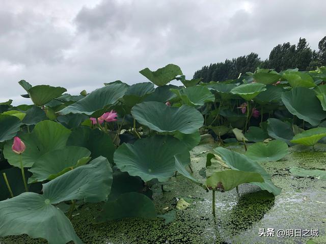 陶瓷批發(fā)市場(chǎng)在哪個(gè)地方最便宜的呢，陶瓷批發(fā)哪里最便宜？