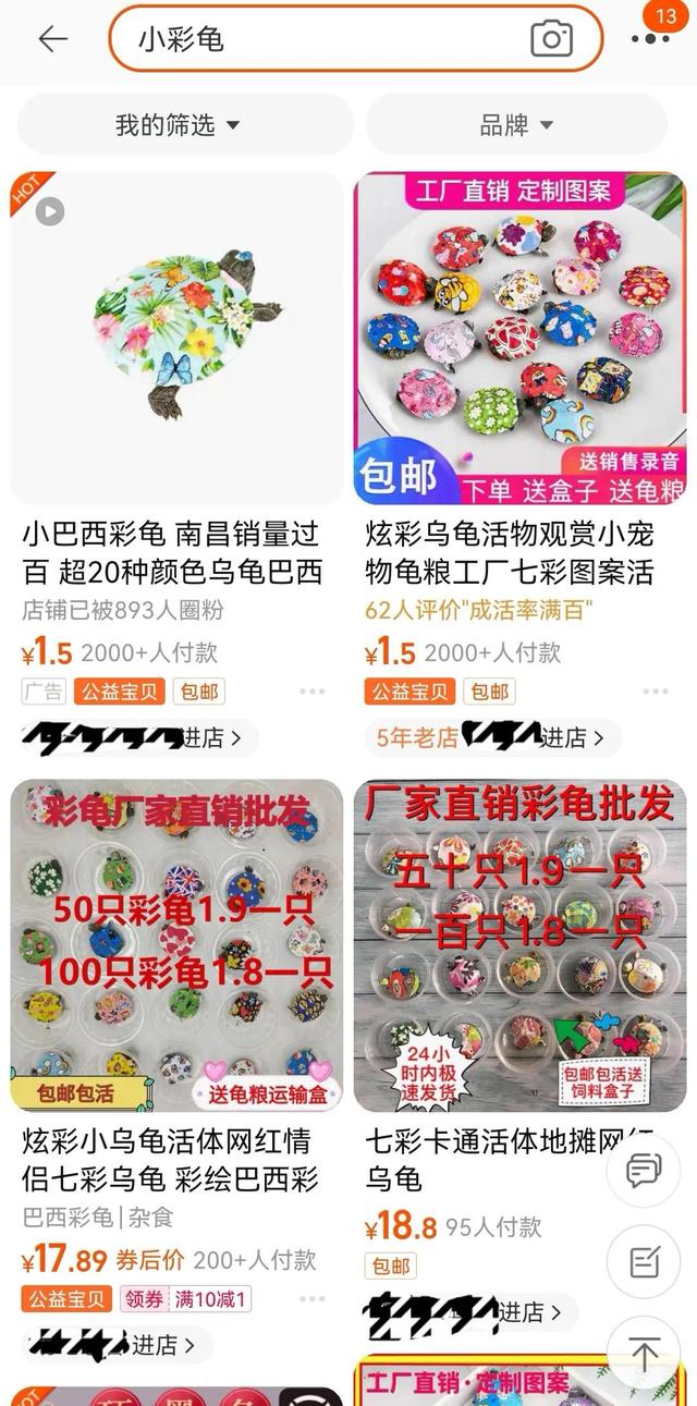 地?cái)偵腺I的小彩龜要怎么養(yǎng)活，地?cái)偵腺I的小彩龜要怎么養(yǎng)活呢？