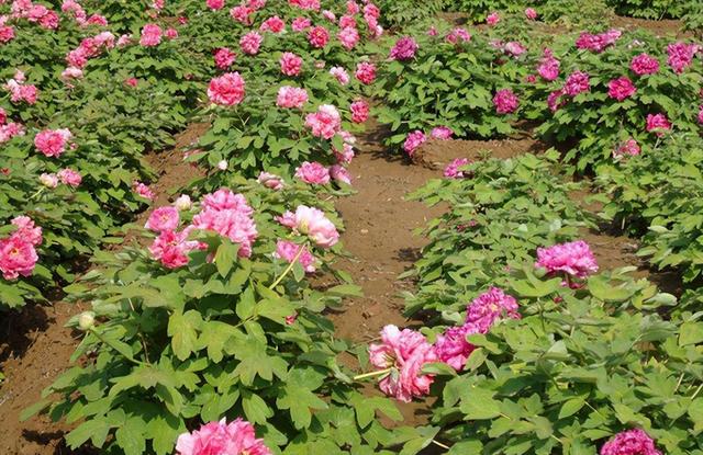 牡丹花苗批發(fā)價(jià)格表，牡丹花苗批發(fā)價(jià)格及圖片？
