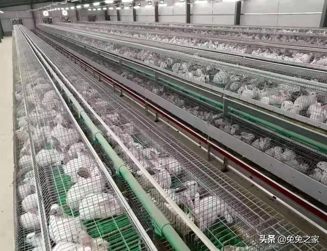 10塊一只兔子批發(fā)哪里有，批發(fā)兔子多少錢一只？