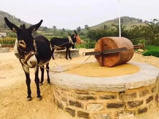 驢肉市場價格多少錢一斤，驢肉驢肉多少錢一斤？
