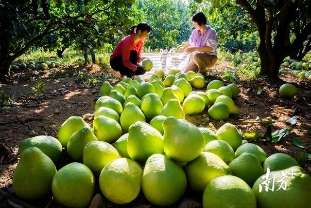 柚子聯(lián)盟代理平臺(tái)，柚子聯(lián)盟代理平臺(tái)官網(wǎng)？