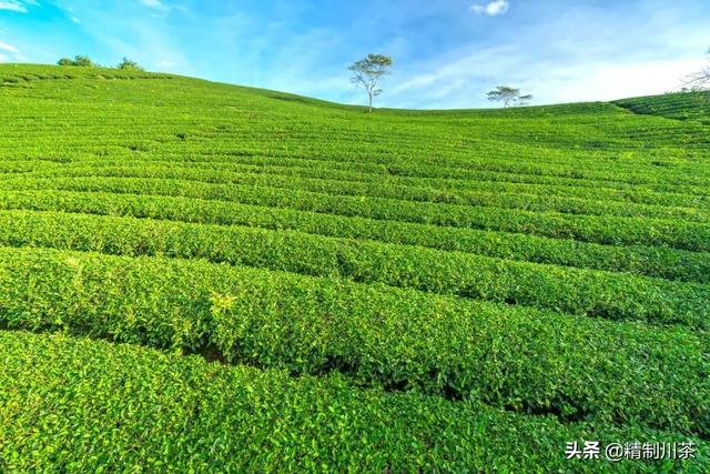 賣茶葉在抖音里算什么領(lǐng)域，抖音茶葉銷售第一？